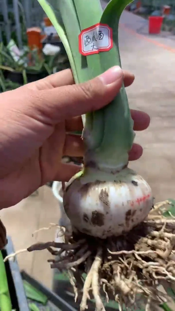 当前无花栽培后可以开花西瓜酒6cm+