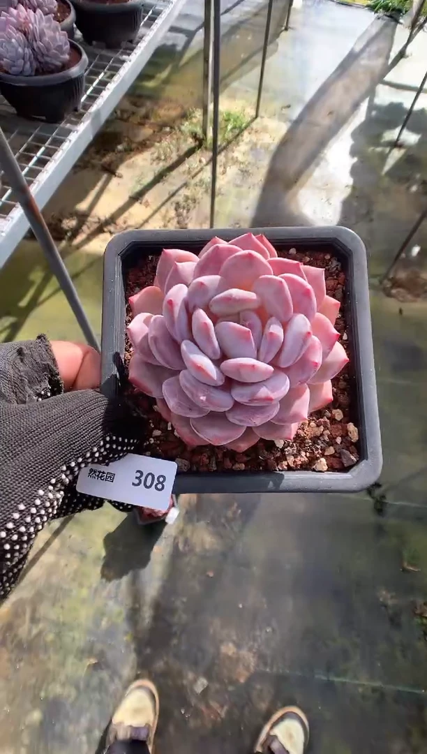 308星橙一物一拍