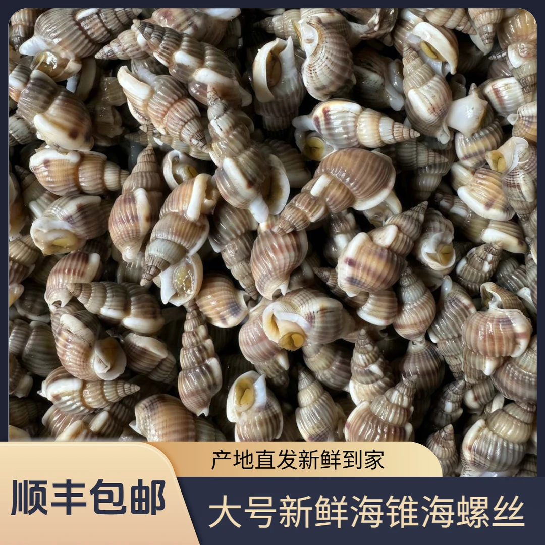 【顺丰包邮】大号海锥 丹东东港新鲜海瓜子海螺丝755g/1255g