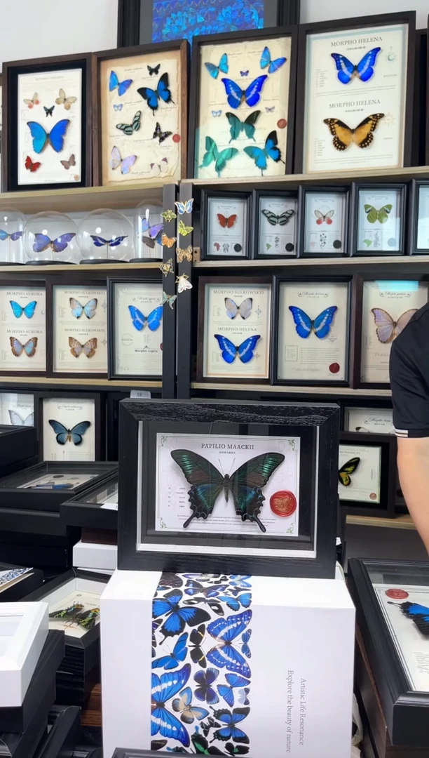 绿带翠凤蝶8寸国风版