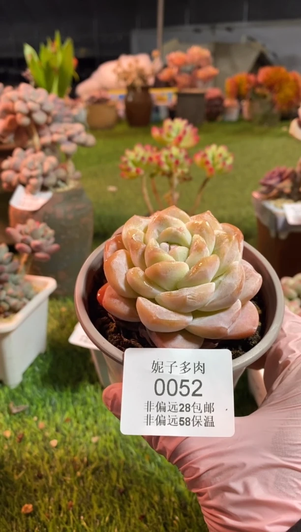 【闪购商品】0052a