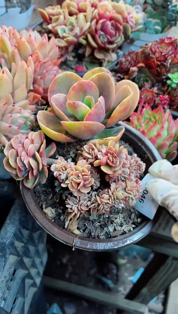 【闪购商品】06046