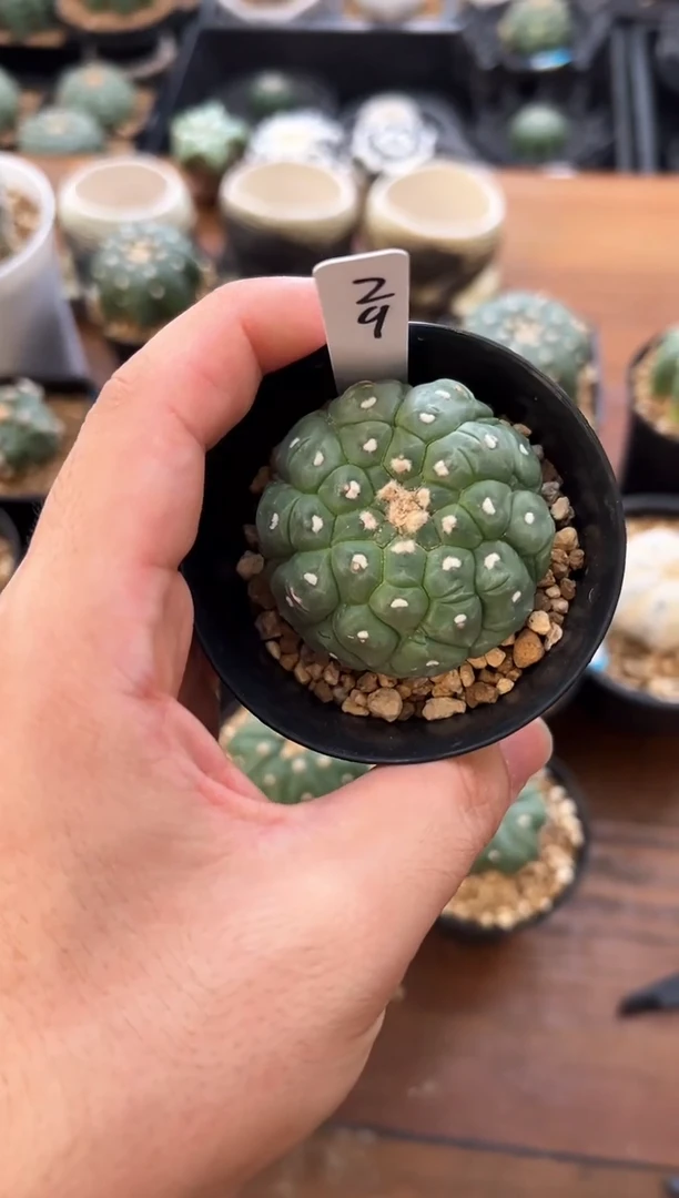 老*实生根星兜仙人球编码29