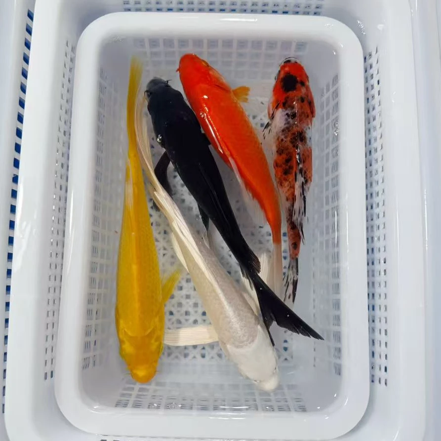 【1黄1白1红1黑1水墨】13-15公分冷水鱼活体观赏鱼锦鲤鱼包邮