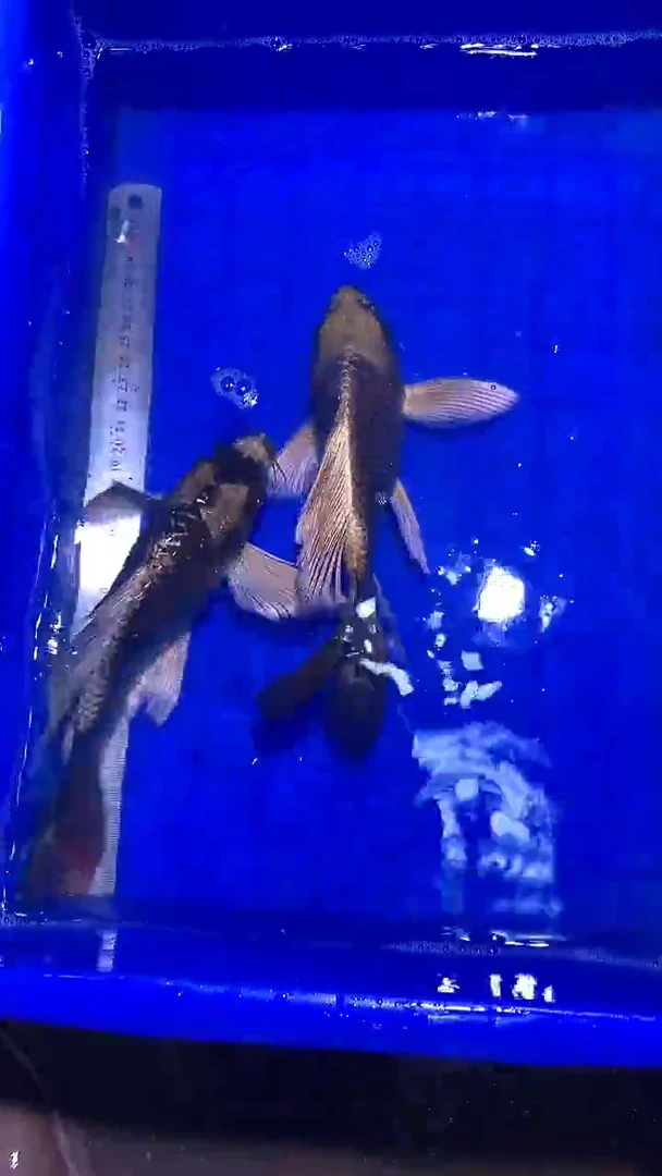 蝴蝶鲤鱼蝴蝶鲤直播选鱼专用链接 凭开箱视频售后