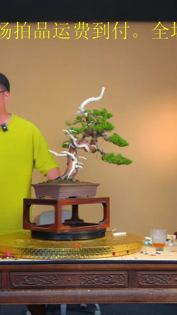 17233系渔川真柏系渔川真柏系渔川真柏