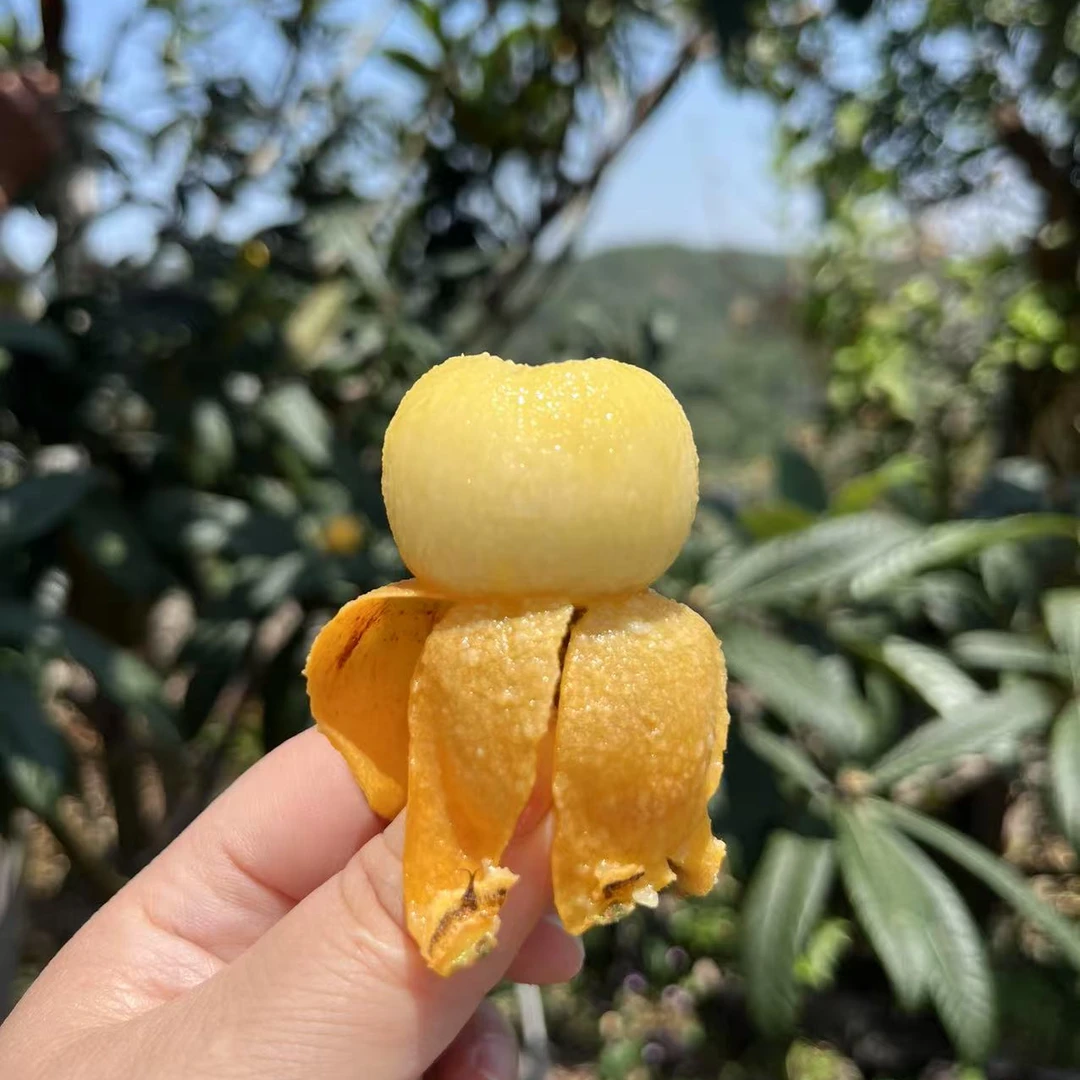 【特大果】苏州东山白玉枇杷树熟新鲜水果白沙枇杷礼盒装