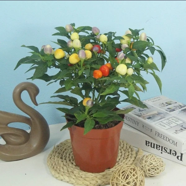 五彩椒盆栽带果带花朝天椒室外阳台四季开花结果花卉绿植
