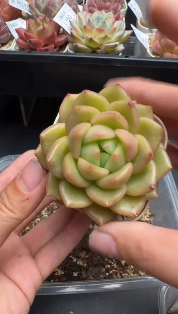 155L云禹多肉植物 带盆土纸巾打包 当天拍3颗包邮