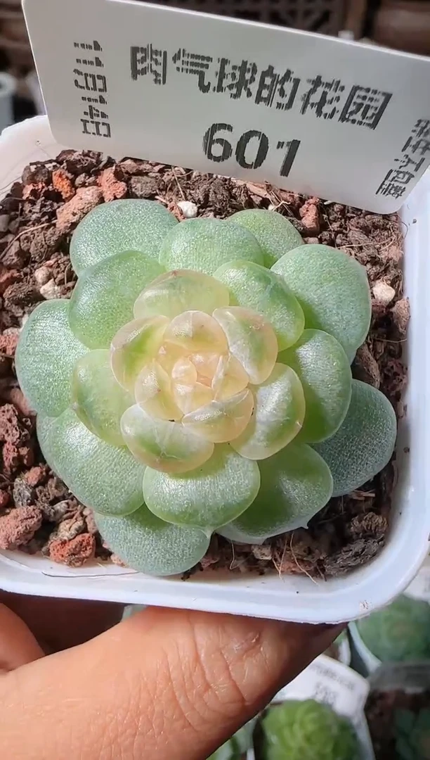 1114-601流莹群生不包整