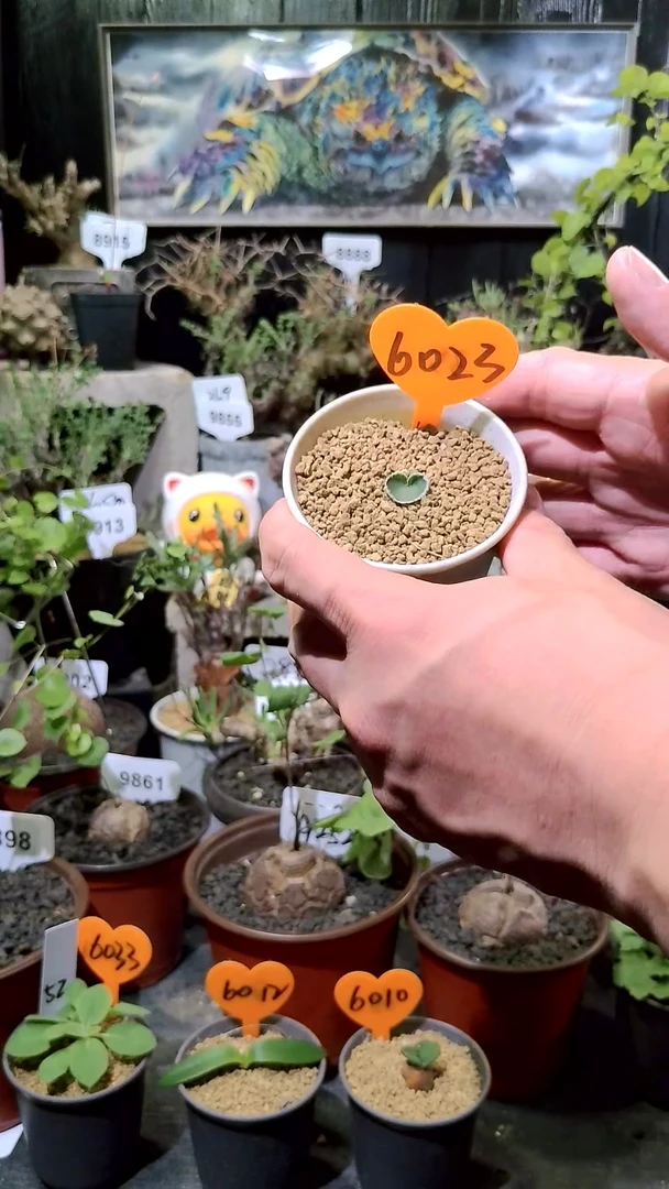 6023号1114福利毛爱心雾冰玉