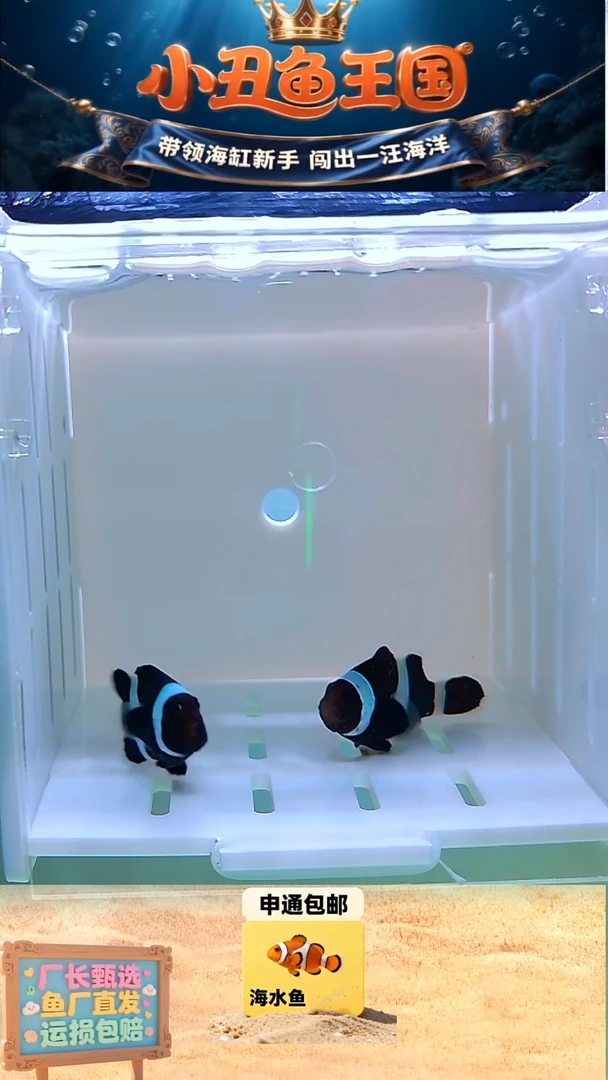 海水鱼一对4+奥黑