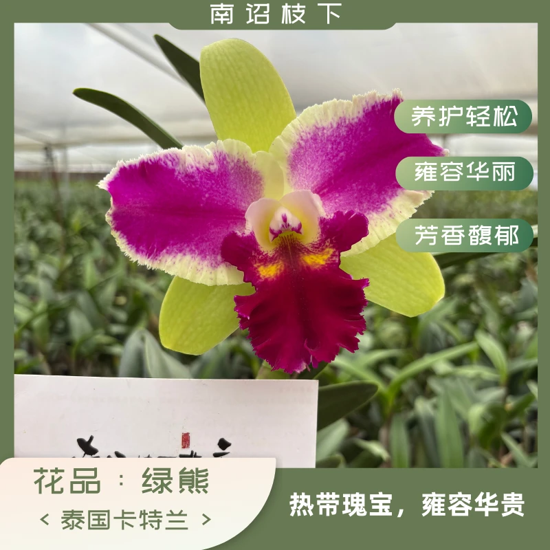 【南诏二级】Green Bear 绿熊卡特兰 花大浓香 一年2-3次花 爆花
