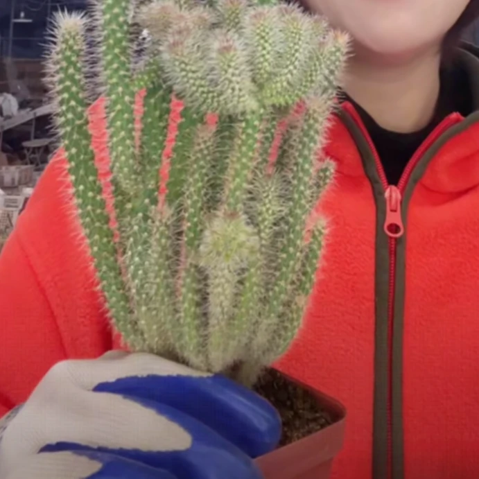 二妹园艺【 1棵  松鼠团扇   实生根 】带盆土随机发货