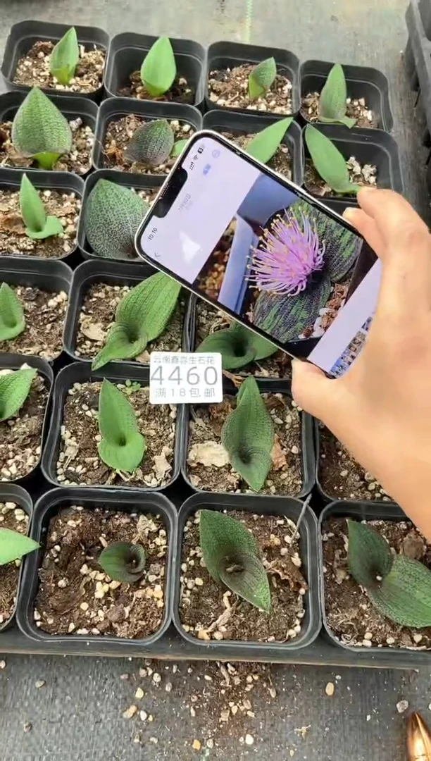 4460特价七方紫镜有瑕疵发货1盒量拍