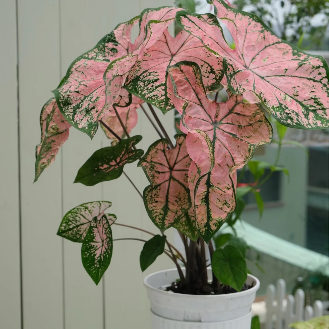 【铃兰花匠】彩叶芋甜心粉色飞溅  盆栽多年生阳台花园耐热观叶植物