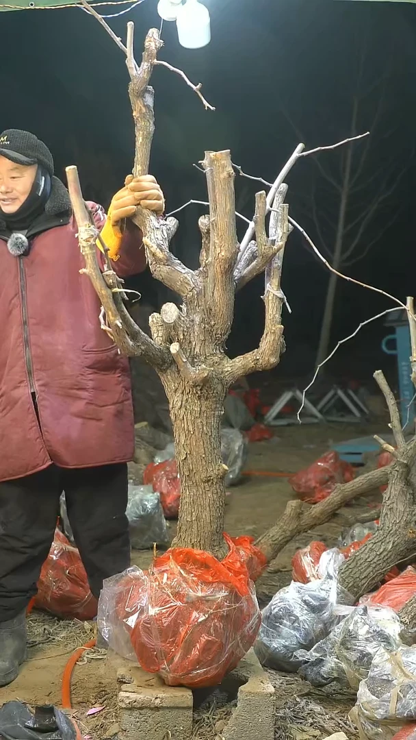 完全开放枣树789