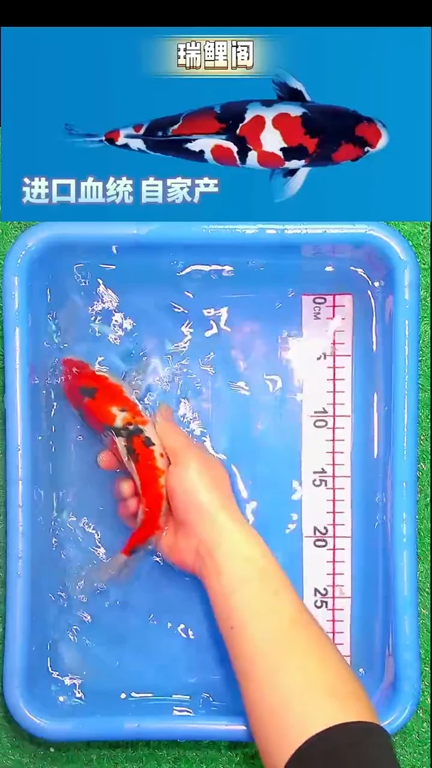 锦鲤瑞鲤阁精选--50