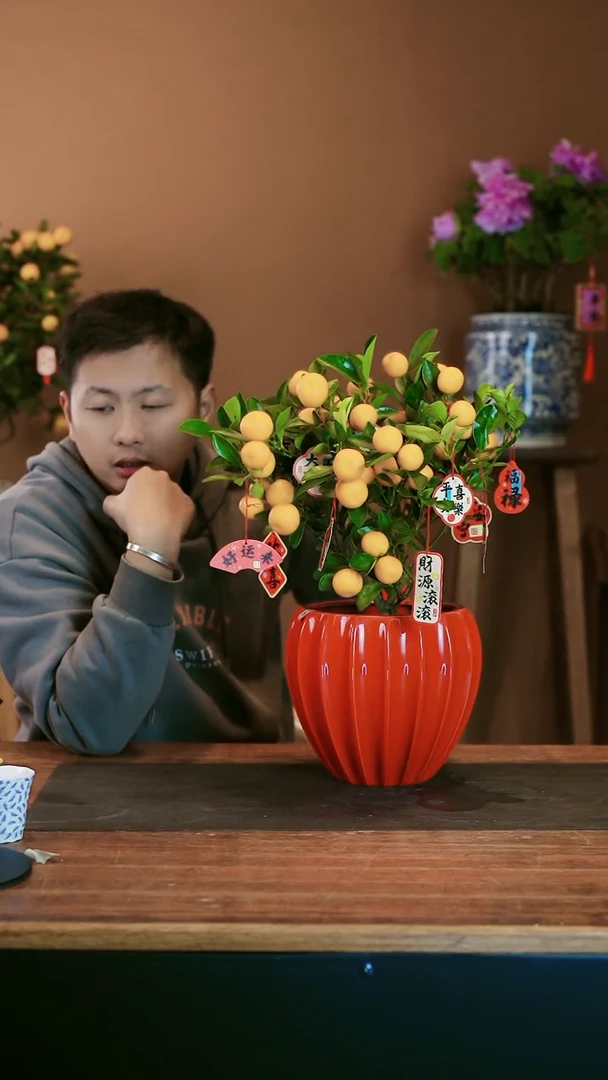 【闪购商品】盆景小金橘 红