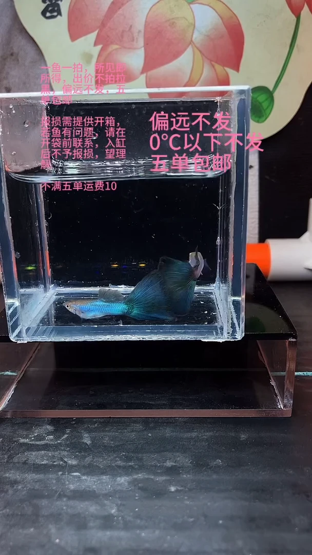 海水鱼孔雀鱼 01