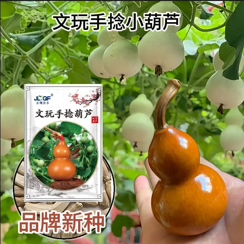 【品牌新种】手捻小葫芦种子盆栽文玩葫芦种子