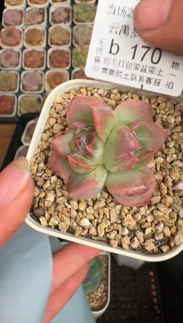 170b 珍妮多肉(6.5cm杯）一物一拍 带盆土发
