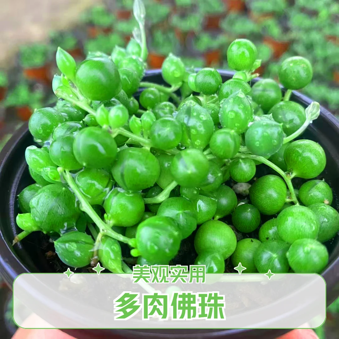佛珠多肉植物 办公室阳台趣味绿植净化空气防辐射
