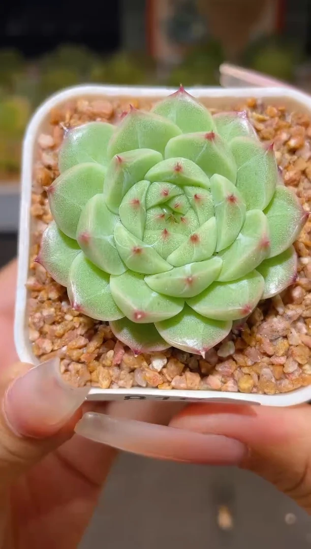 810小Y   一物一拍