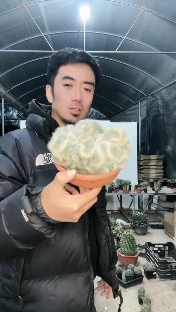 【闪购商品】芳香丸缀化11111