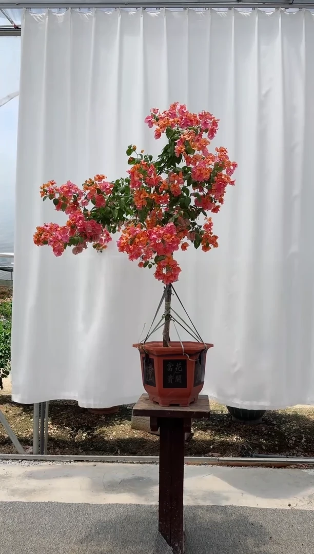 全部花朵变色龙三角梅