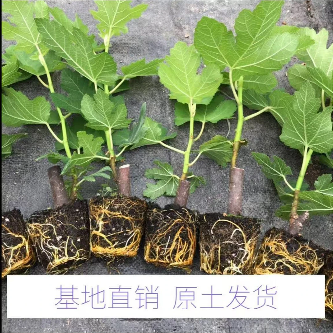 【营养杯无花果苗原盆原土发货 】盆栽地栽无花果树苗抗严寒 耐高温