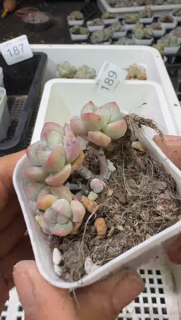 193号江北多肉-到手（1）棵