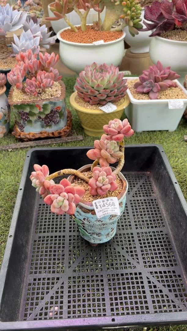 【闪购商品】14568