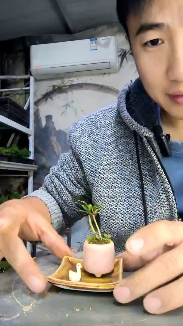 ?****e中青园艺一物一拍468