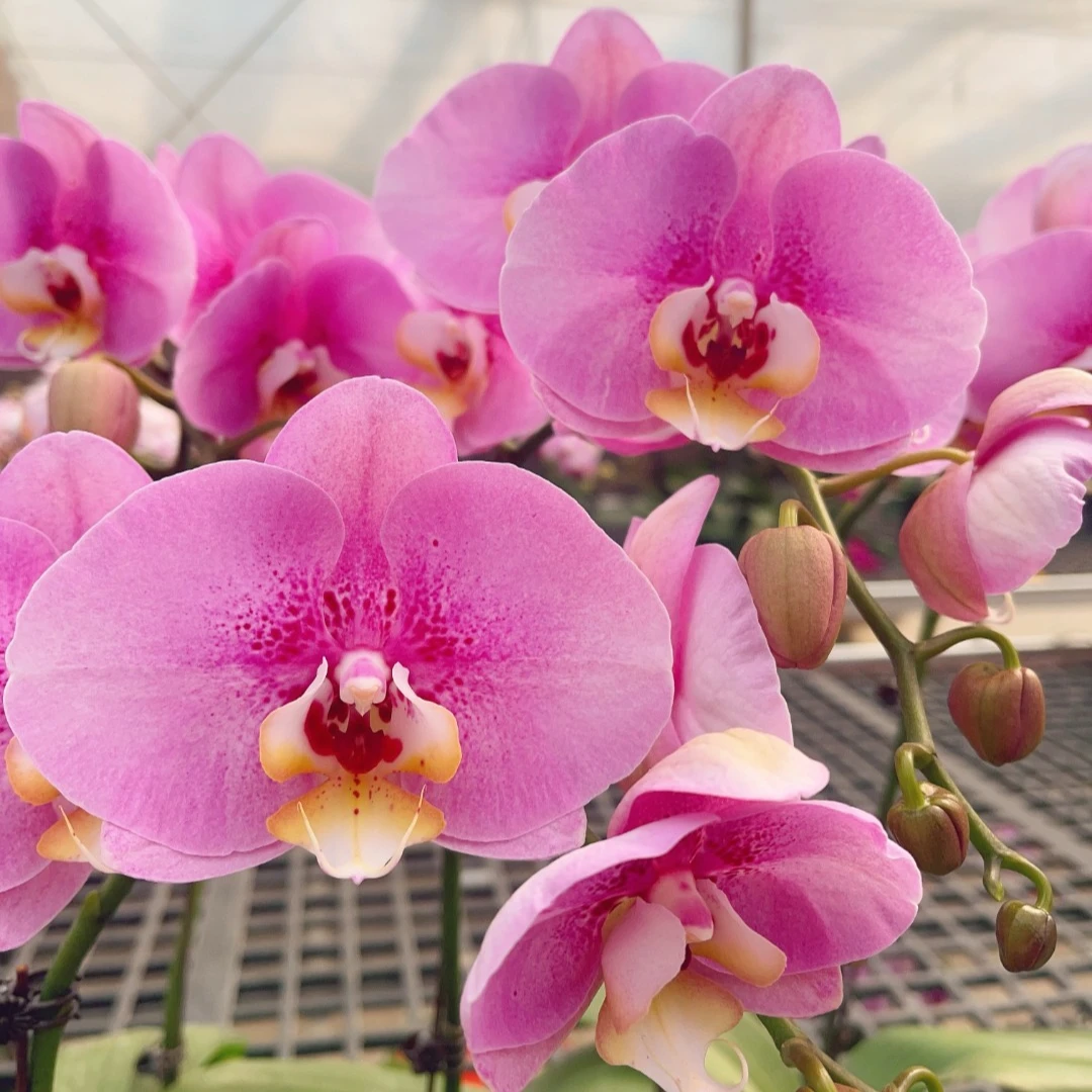 【彩虹仙子】精品蝴蝶兰（彩虹兔）