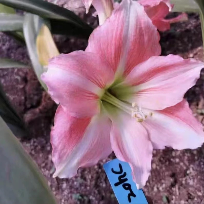 新品体验【蜜桃奶昔】朱顶红  自育品种