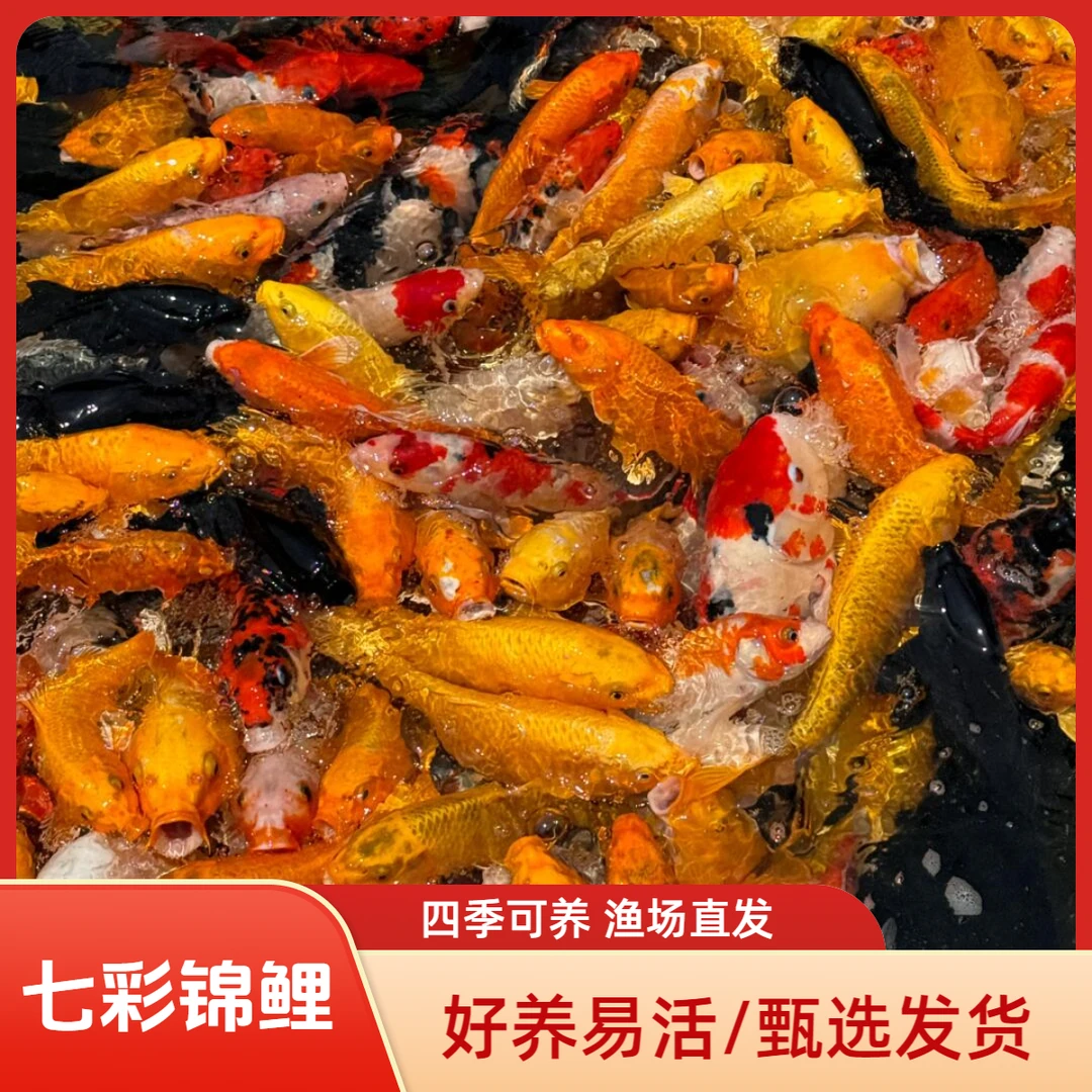 招财黄金白蝴蝶墨蝶锦鲤好养耐活冷水鱼活体观赏鱼