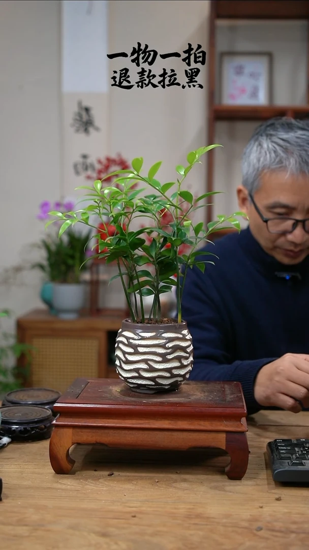 完全开放用****6379竹柏