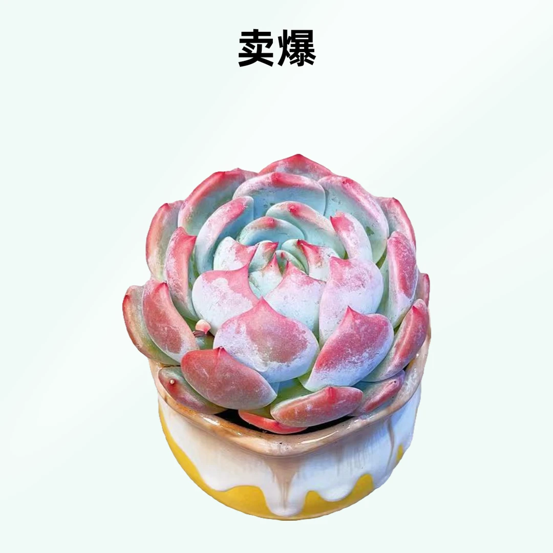 勾魂仙子 单头 时宜多肉 精控精养 新手好养 一单包邮