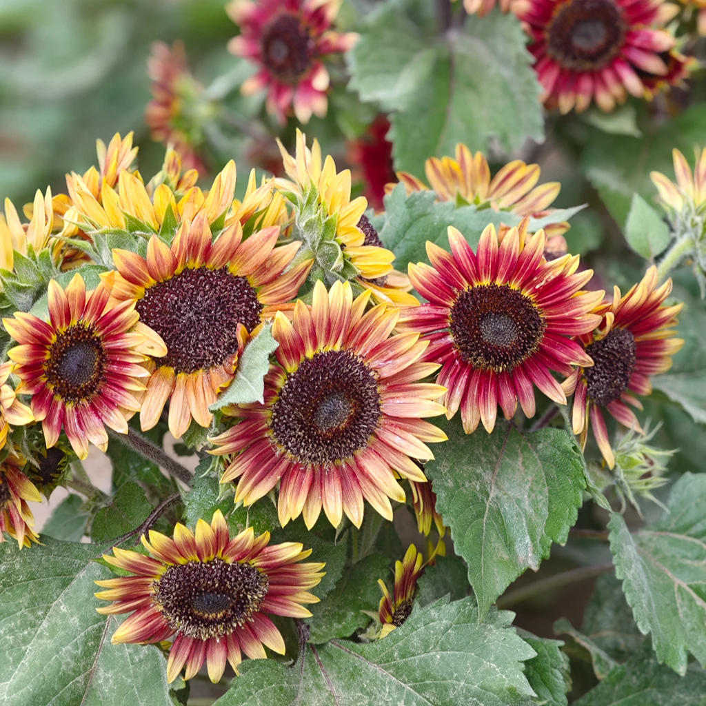 花自开切花向日葵矮生多头向日葵种子春夏播种阳台观赏盆栽地栽