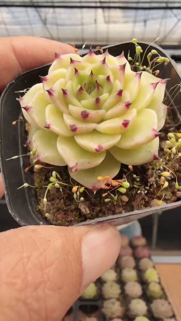 东云多肉园新款-283