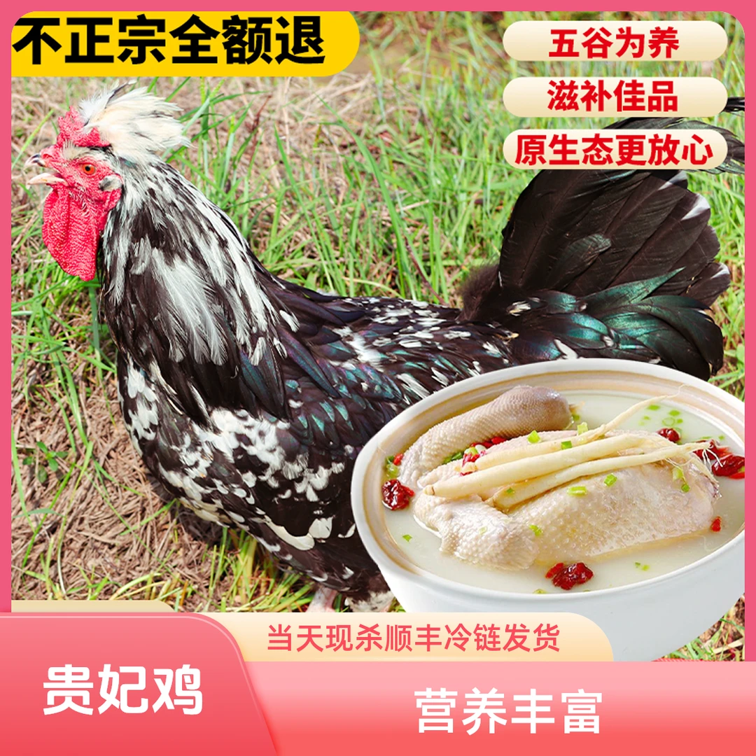 【贵妃鸡生蛋】深山环境散养原生态滋补新鲜散养走地贵妃鸡生鲜活鸡