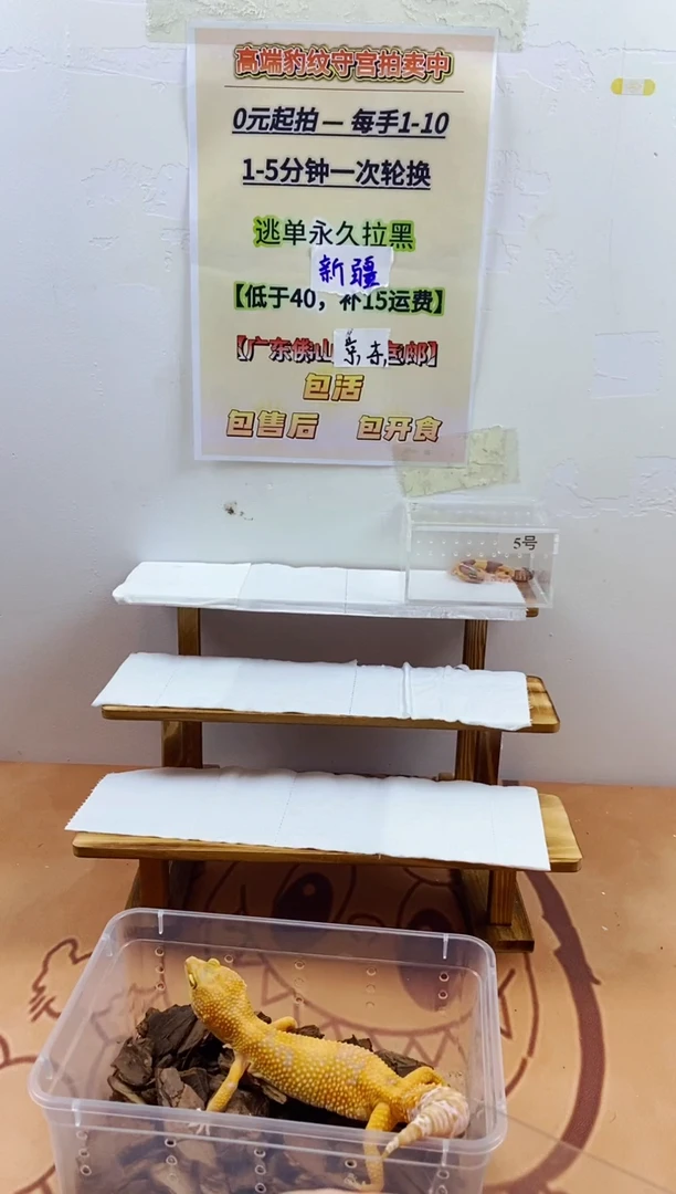 豹纹守宫豹纹守宫幼苗亚成体成体肥尾