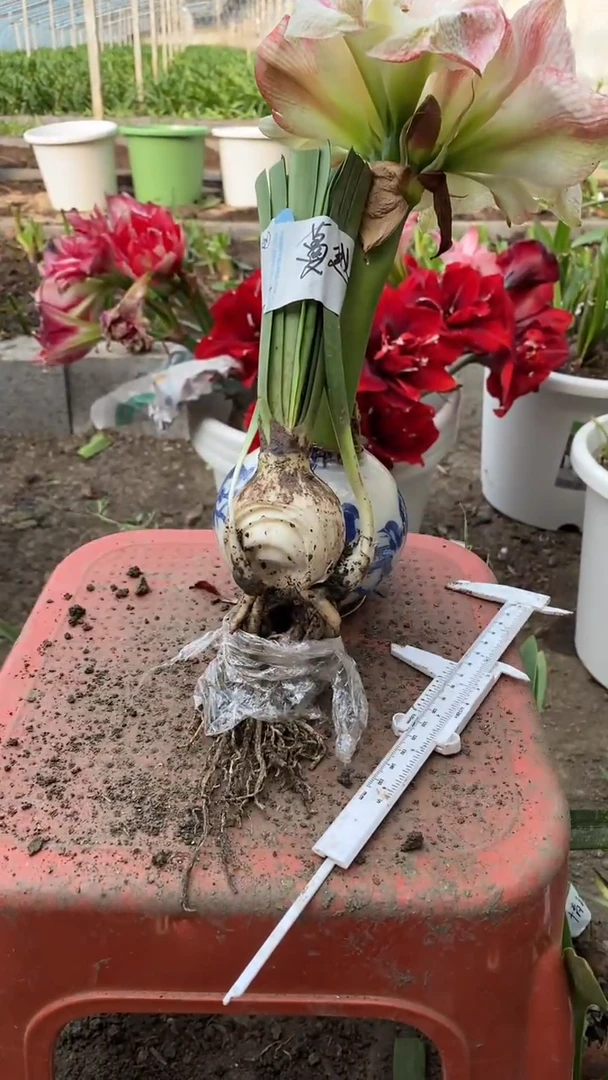 【闪购商品】蔓越莓，残次球无售后