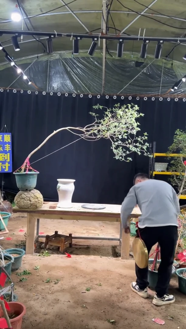 完全开放小*木海岛栀子花