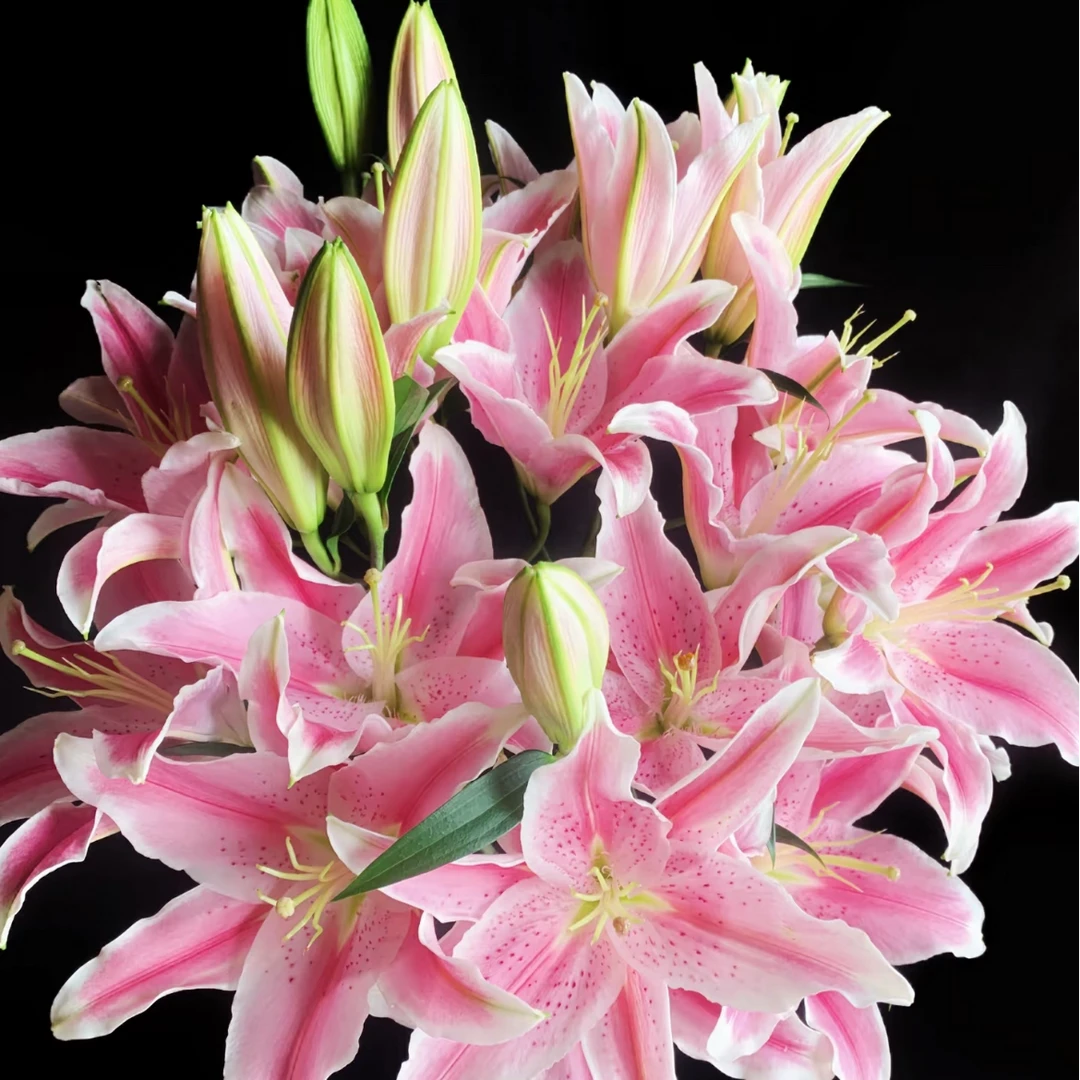 鲜花【粉色香水百合】同地址两单京东或邮政送货上门+配草1扎
