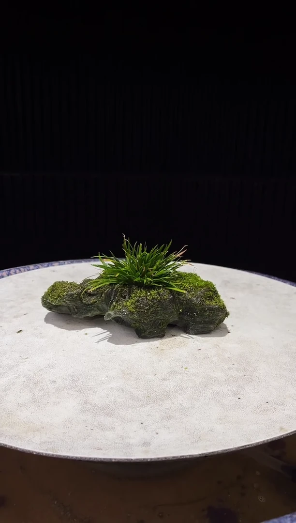 造型吴定石一物一拍专属