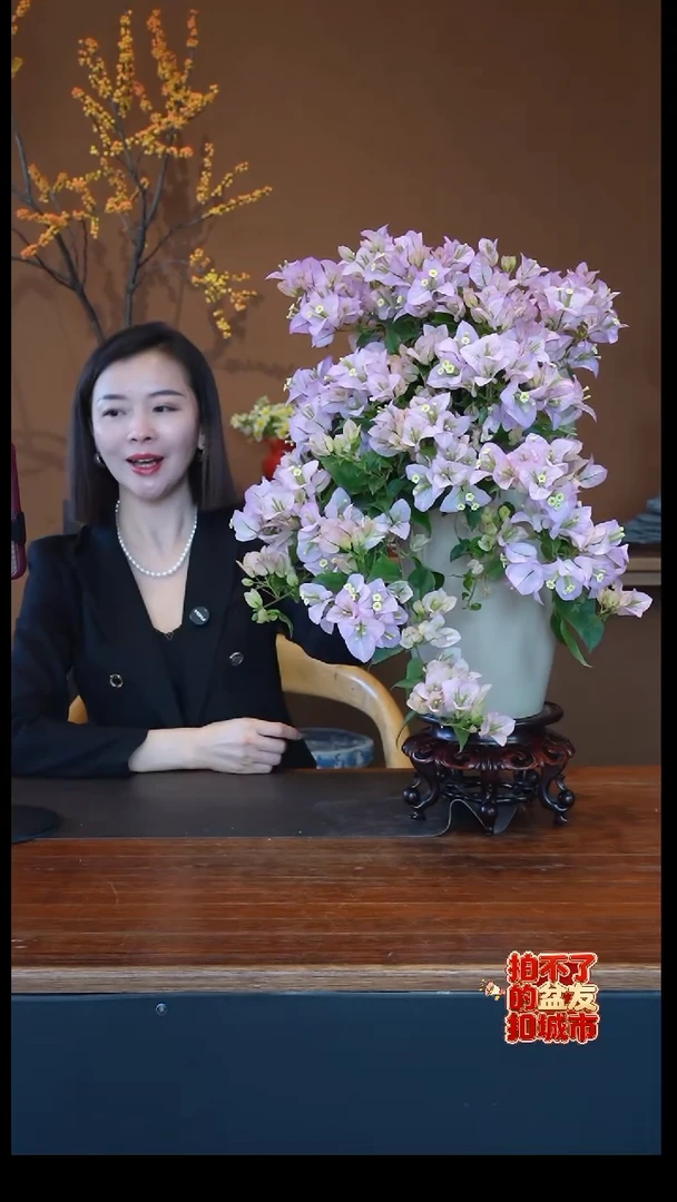 全部花朵丽娜三角梅盆景盆景