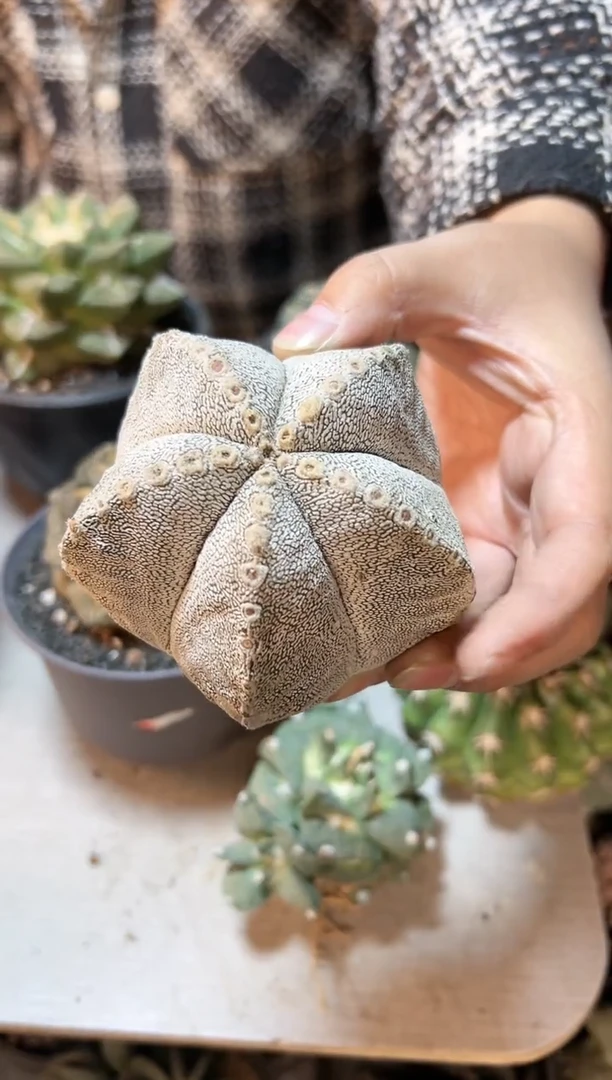 【闪购商品】晚7号自根带V恩总8.7公分