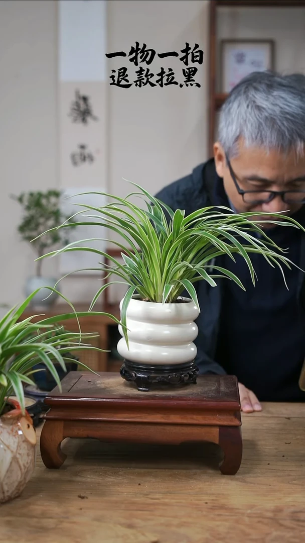 完全开放@****?吉祥草161